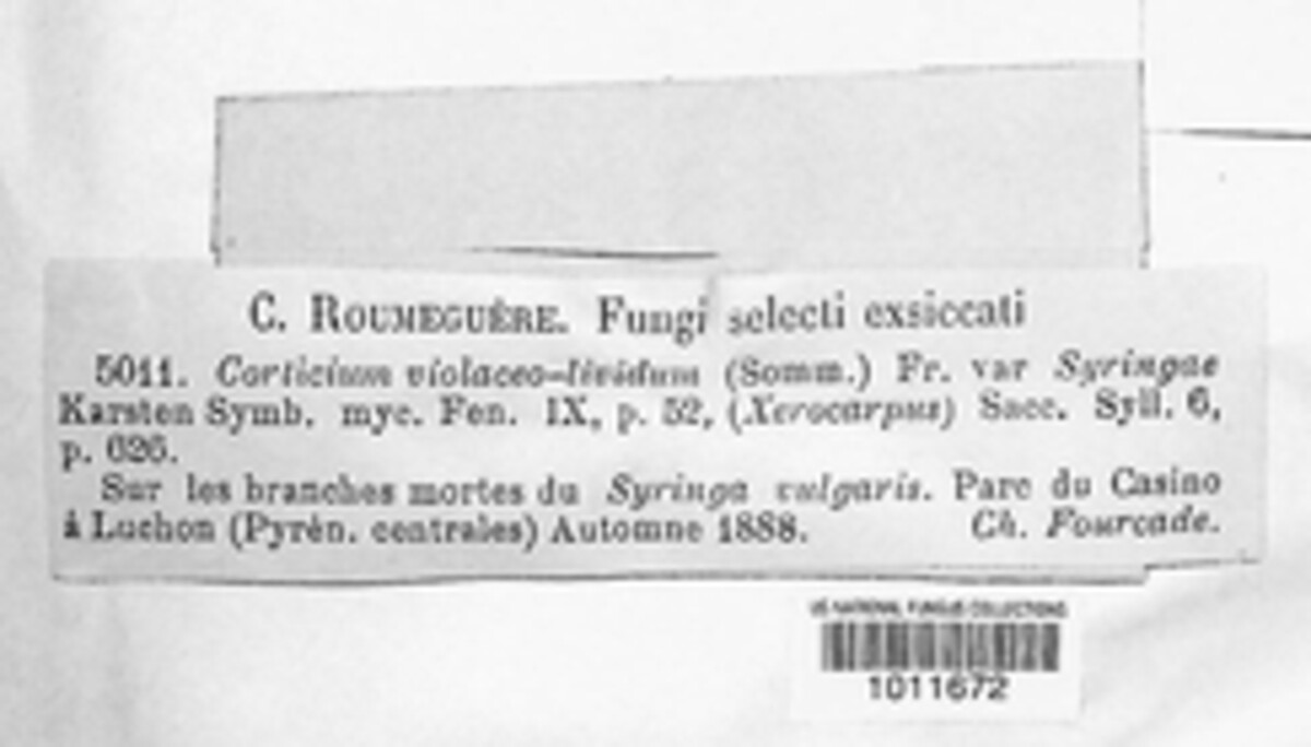 Peniophora image